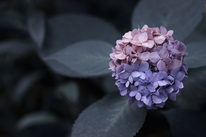 Nature's True color