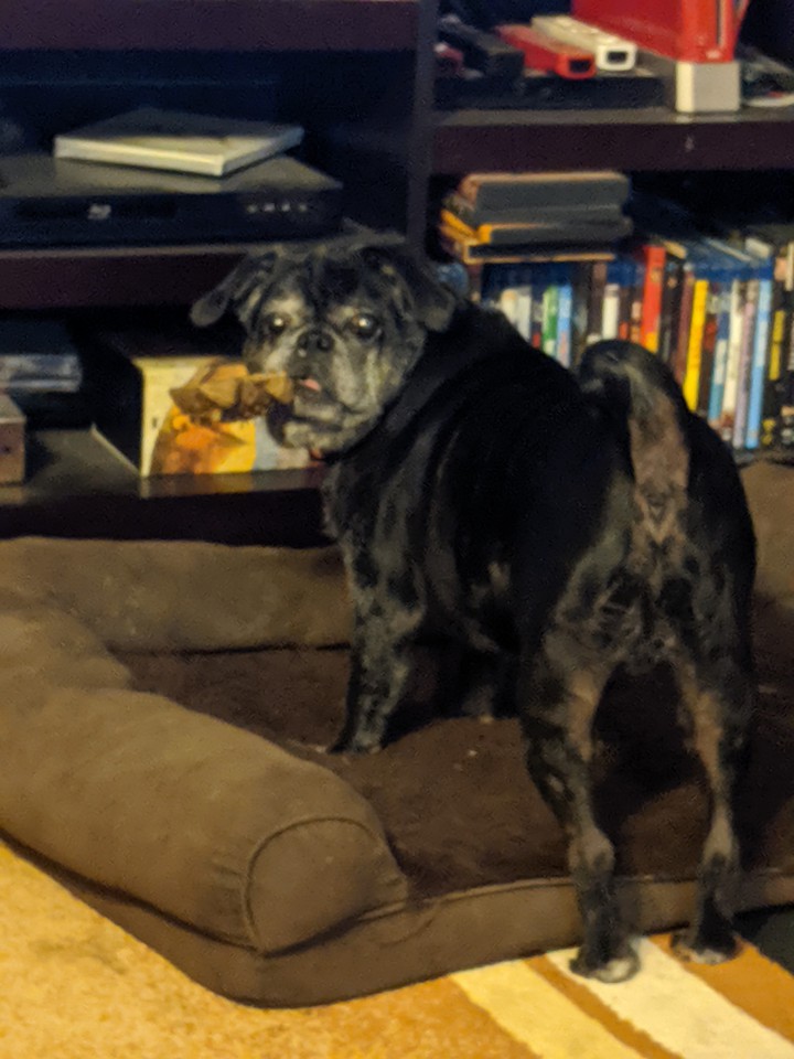 Spencer with a chew