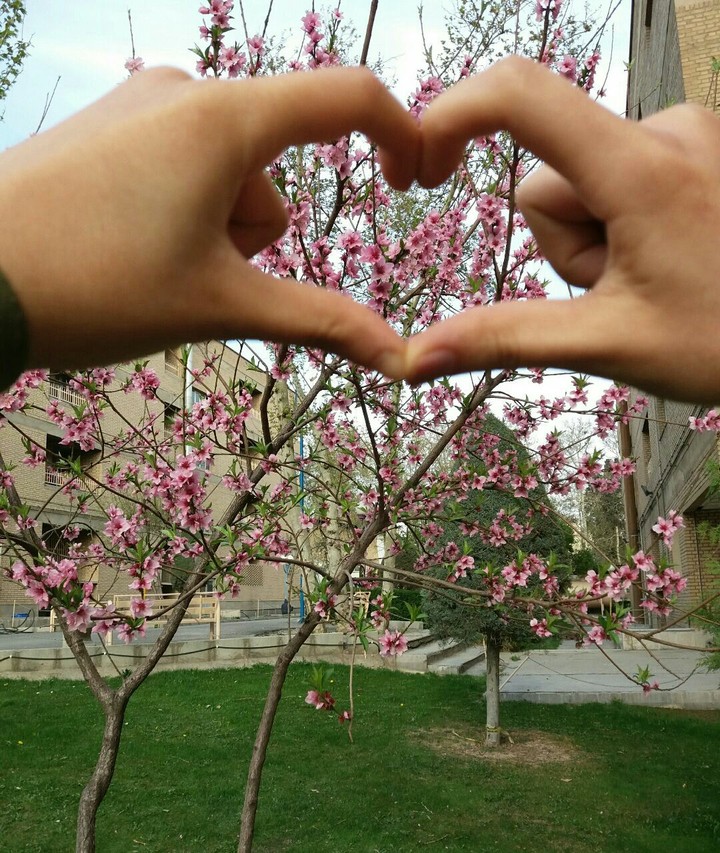 heart