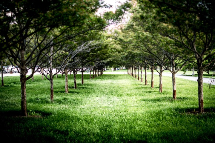 tree tunel:)