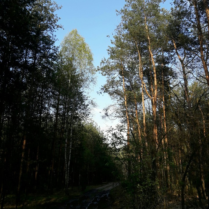 forest