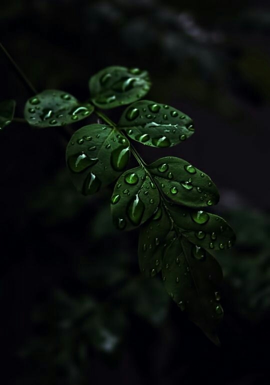 dewy leaves
