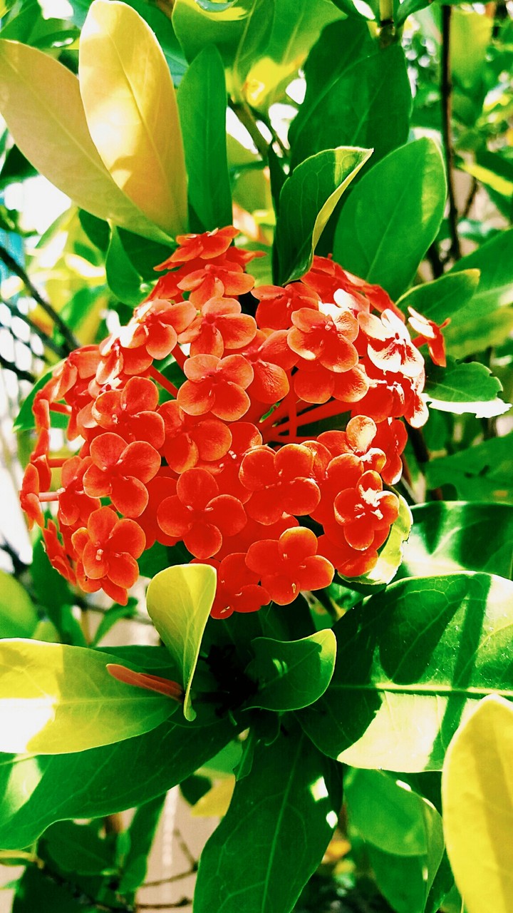 Bouquet