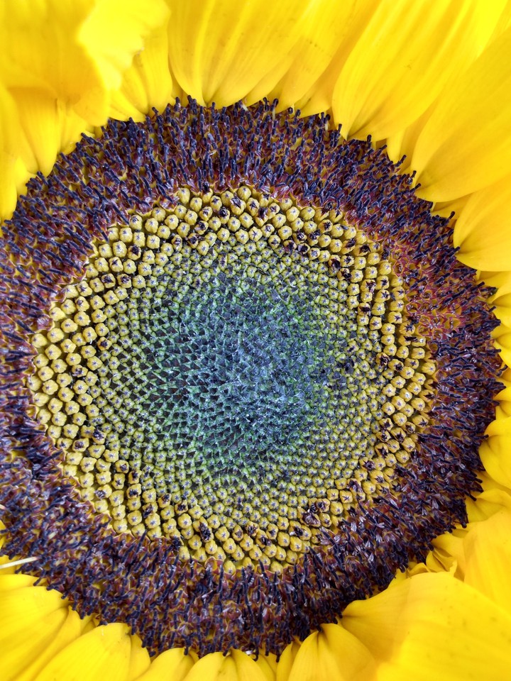 girasol sol