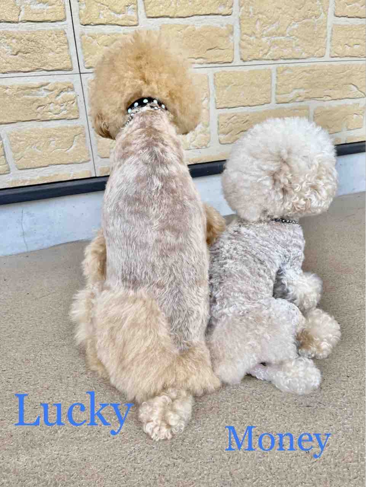 Lucky & Money