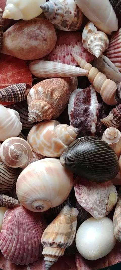 seashell, bivalvia桌布