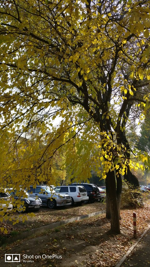 autumn