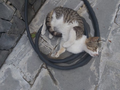 шпалери cat, felidae