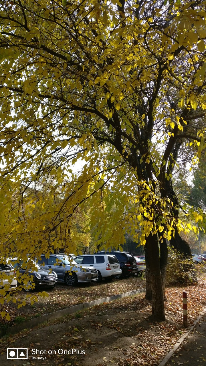 autumn