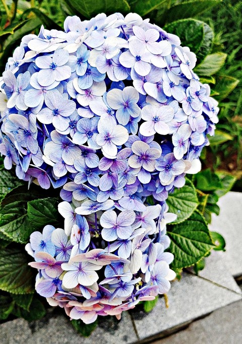 sfondi purple, hydrangea