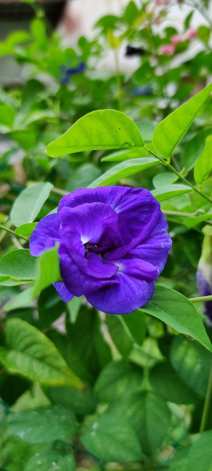 butterfly pea flower