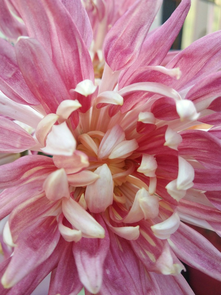 Pink Daisy
