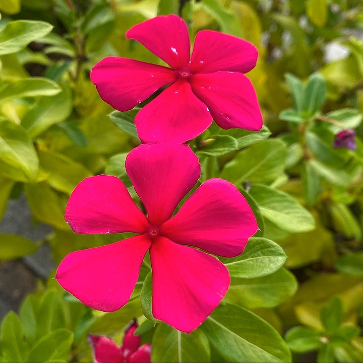 Hot Pink