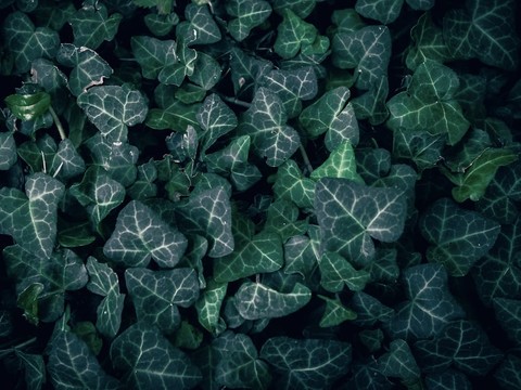 тапети ivy, liverworts