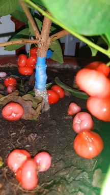 homegrown plums