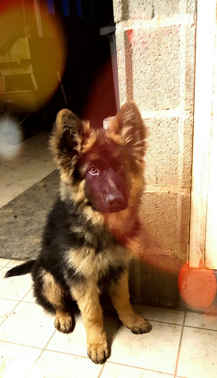 Malko 
