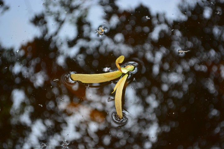 leaf