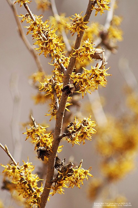 Yellow, wildflower Hintergrundbilder