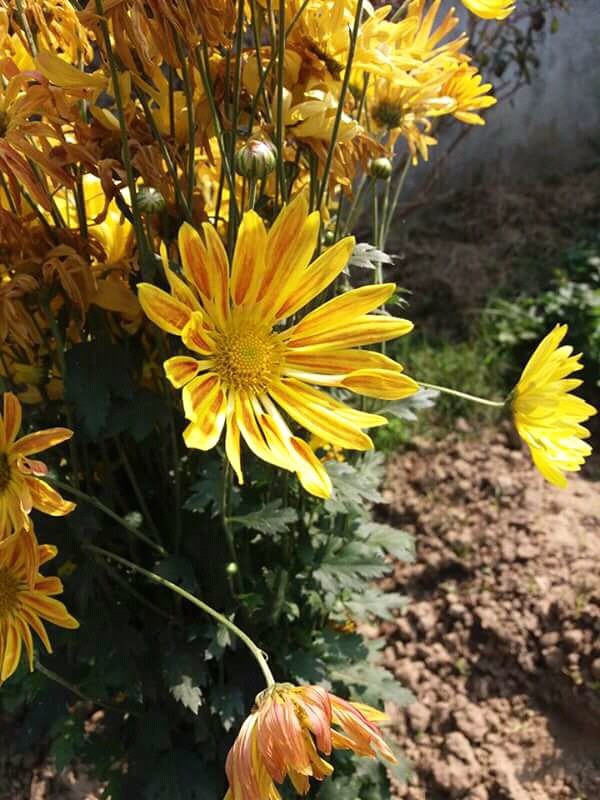 Bunch of Yellow Flowers...