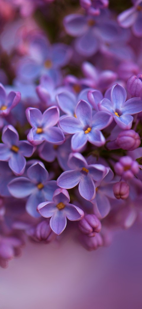 papéis de parede hydrangea, flower