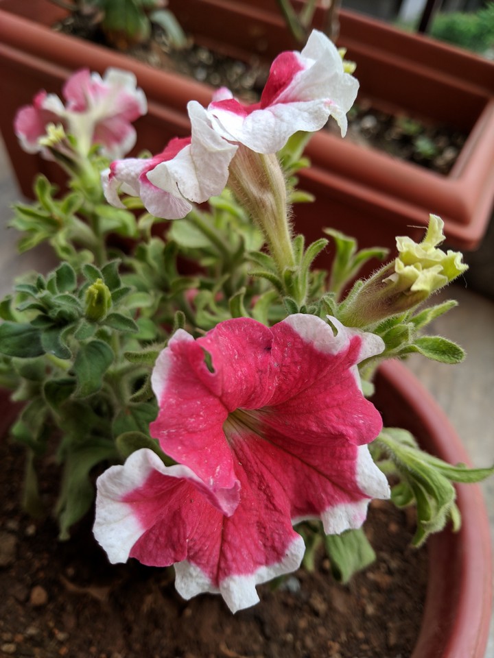 red white flower