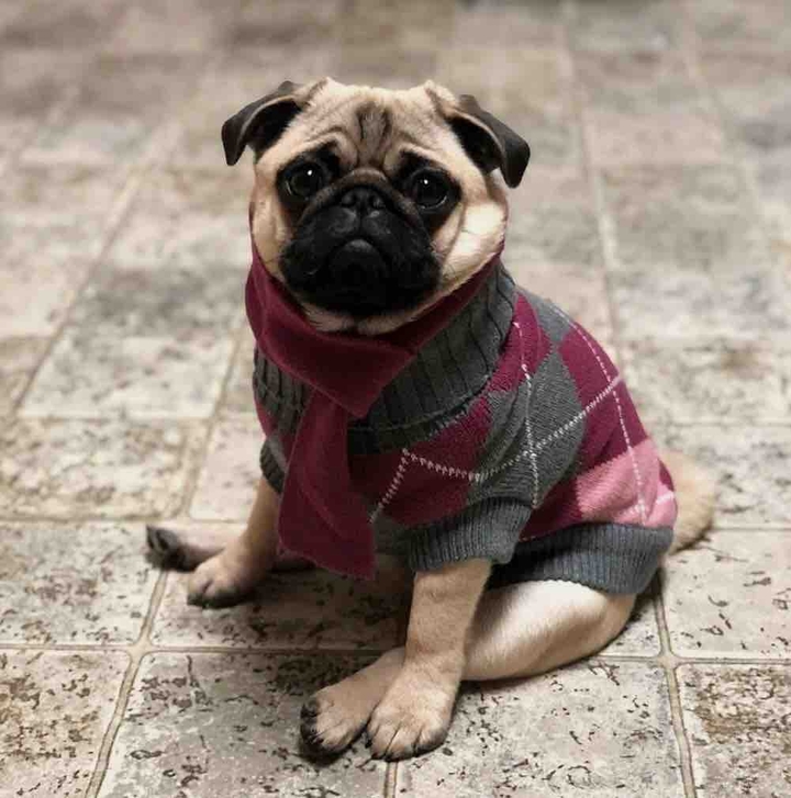 Carlino