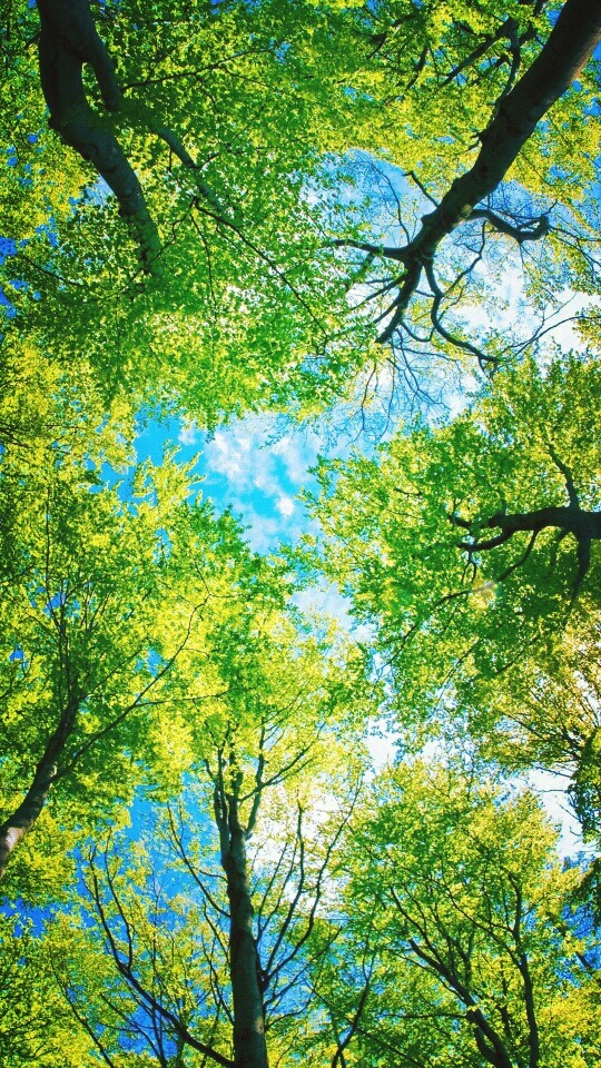 sky+trees