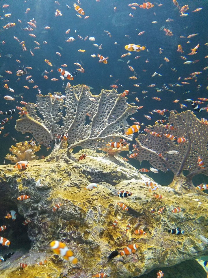 clownfish