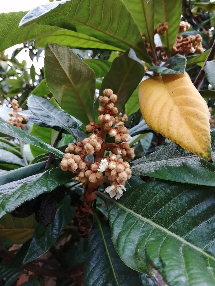Nísperos en flor