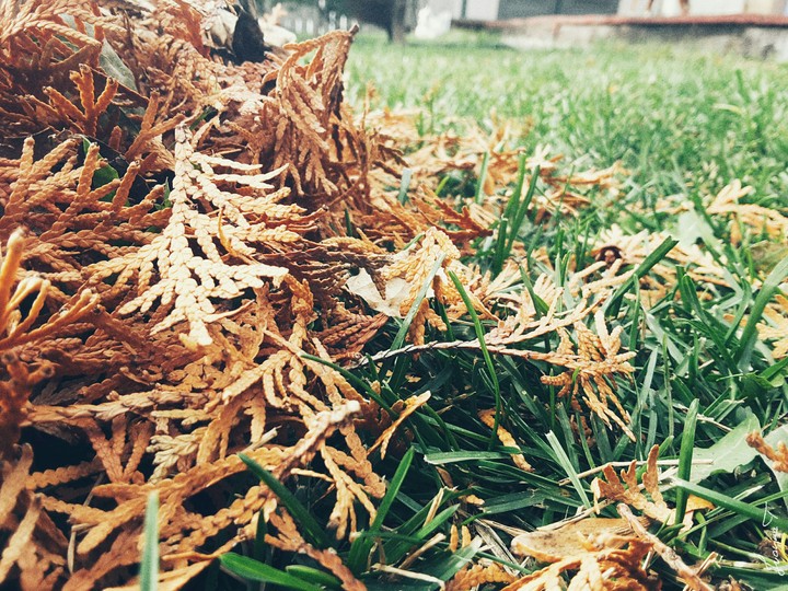 Autumn
