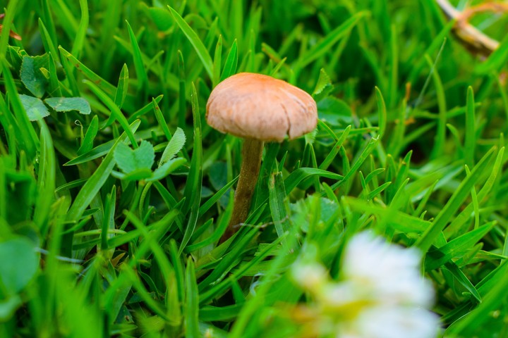 mushroom