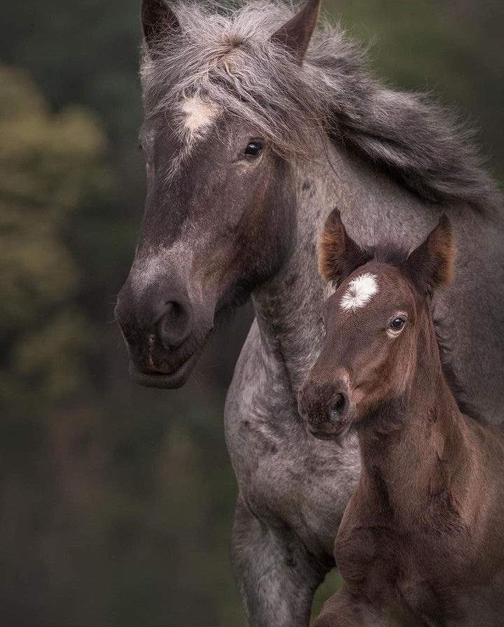 #horses