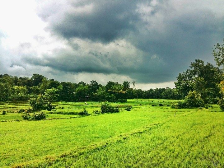Farm Fields