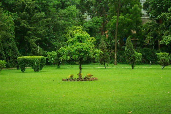 A Tree 