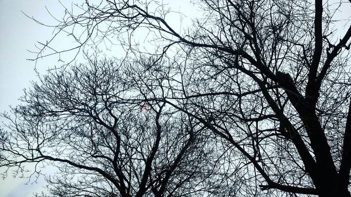 brushwood