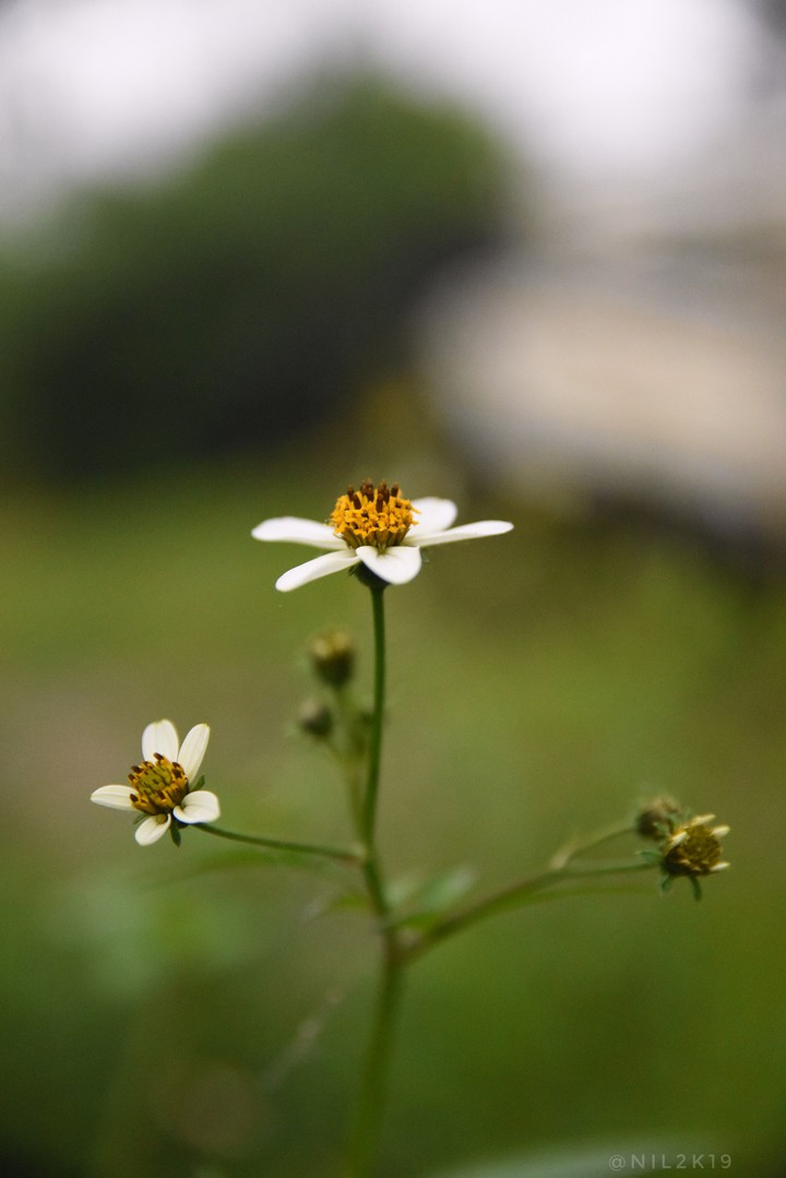 Life is the flower for which love is the honey.” – Victor Hu