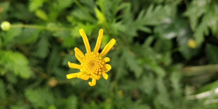 Blooming Beauty