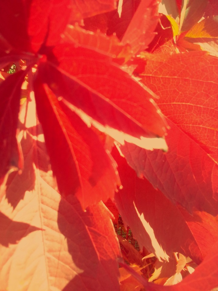 Automne