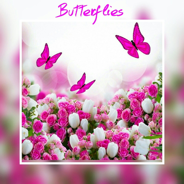 butterflis