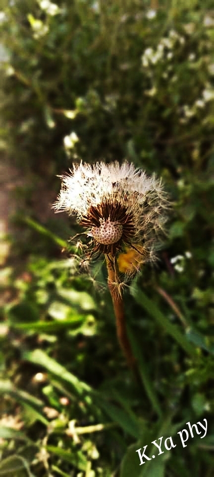 Природа