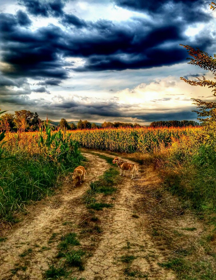 Husky in the field