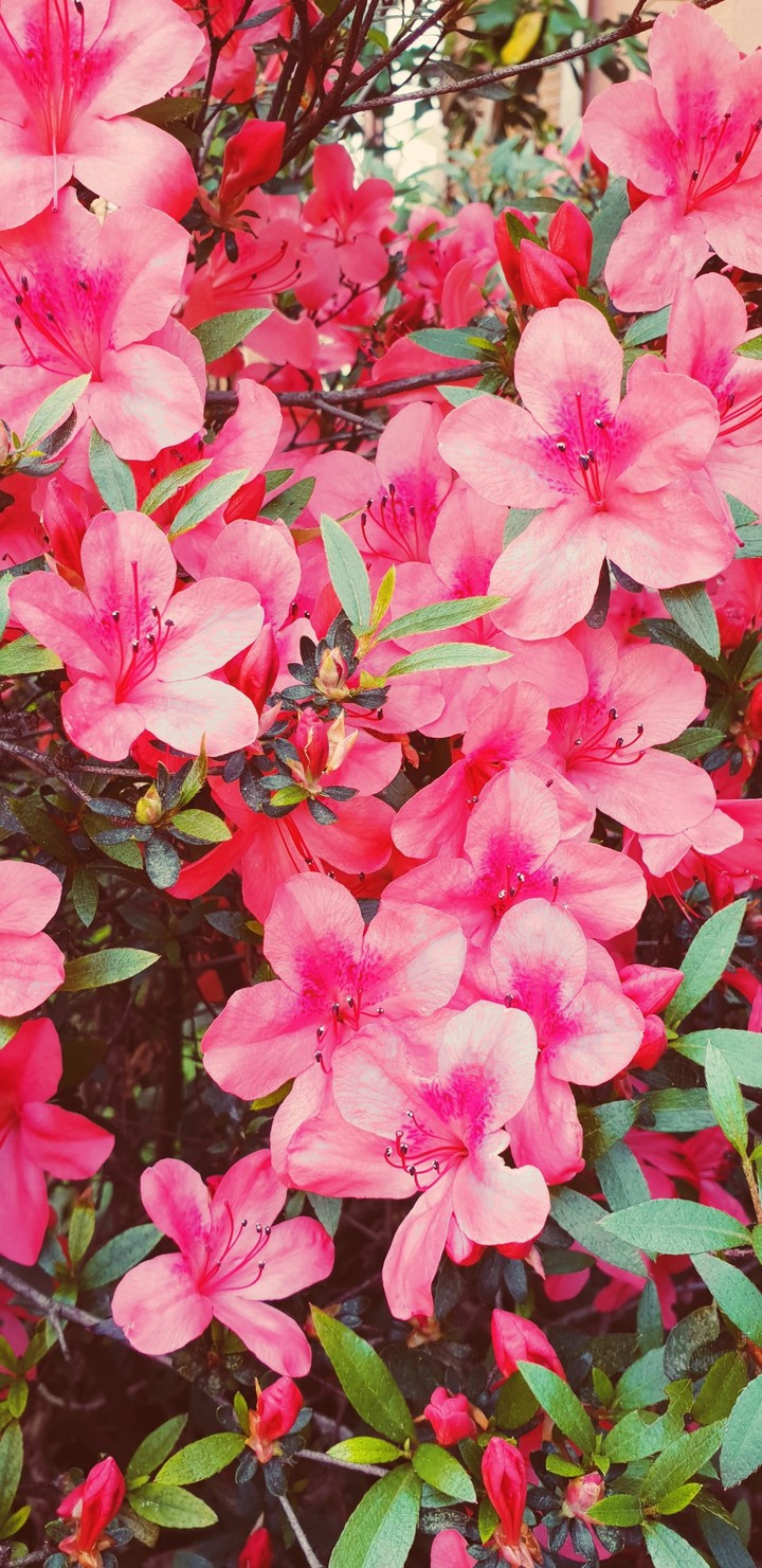 Pink flower