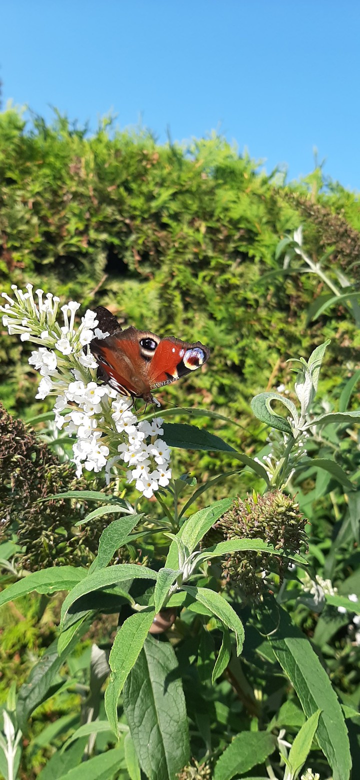 beautiful butterfly