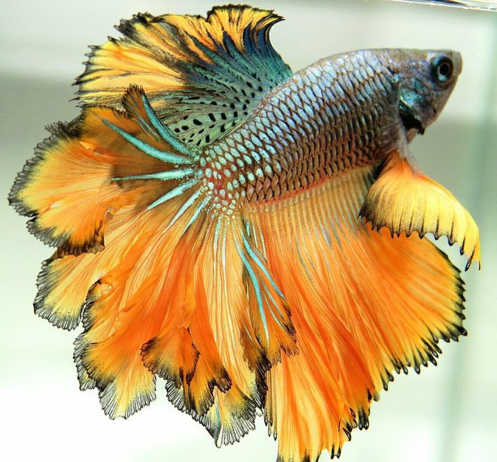 Betta Splendens