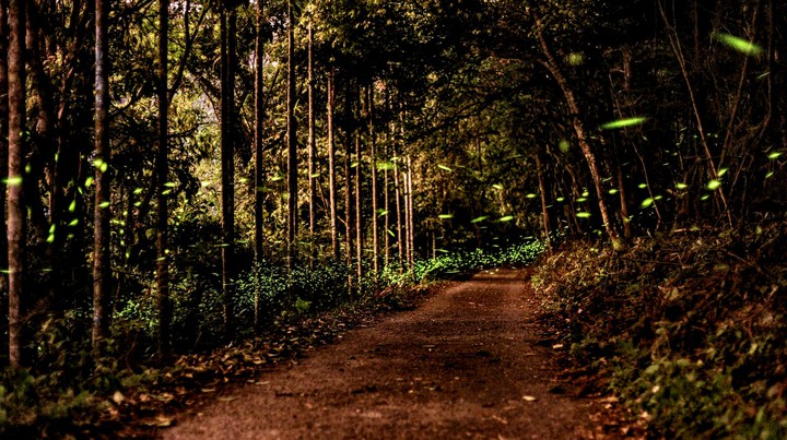 fireflies