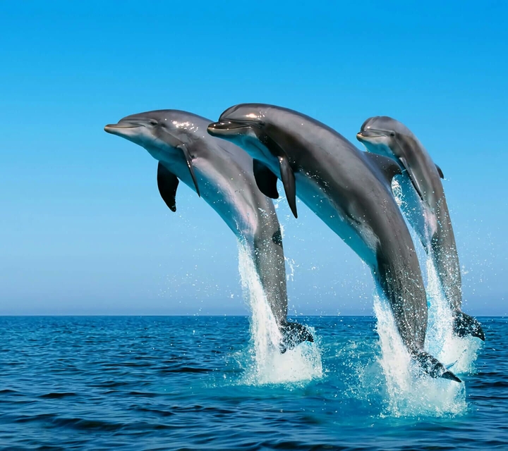 The ocean