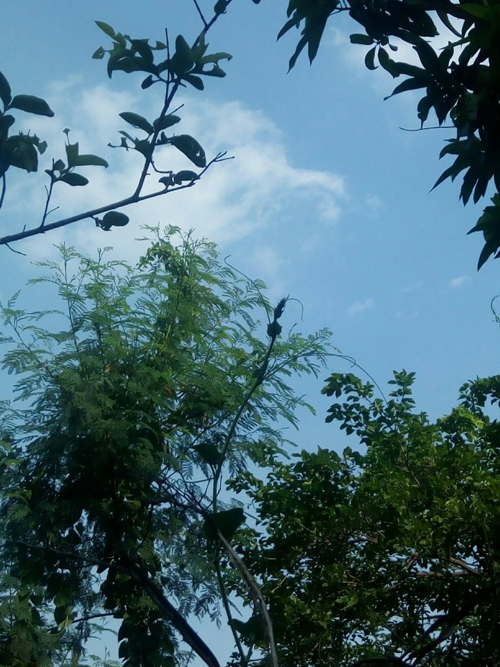 nature