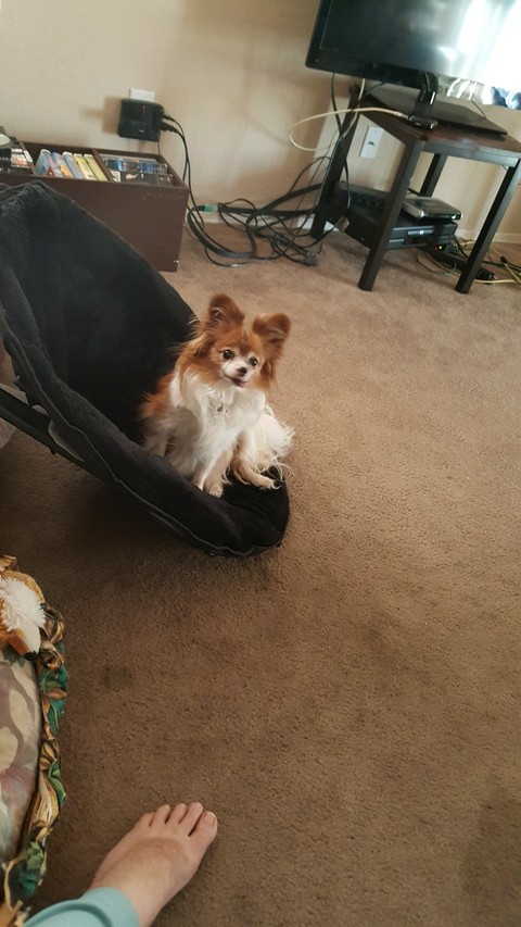 Harley