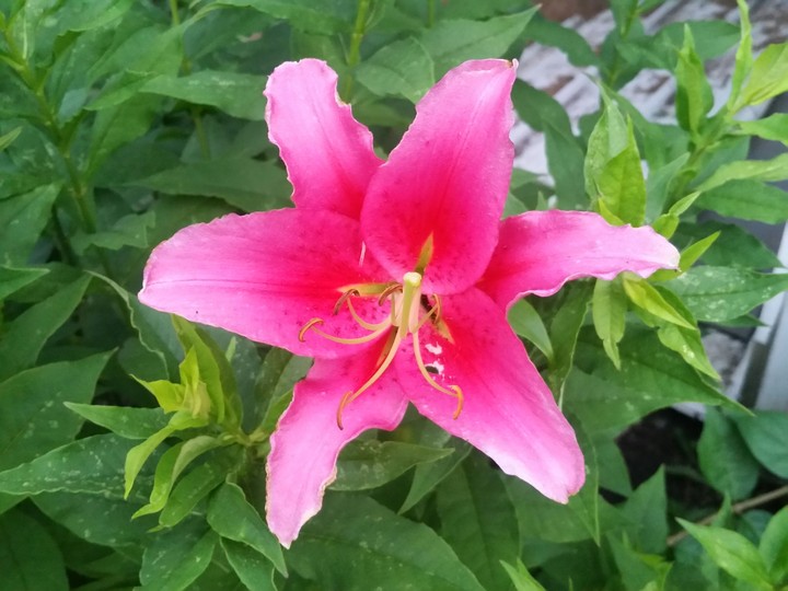 pinky