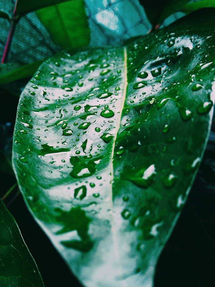 After the rain beautiful.